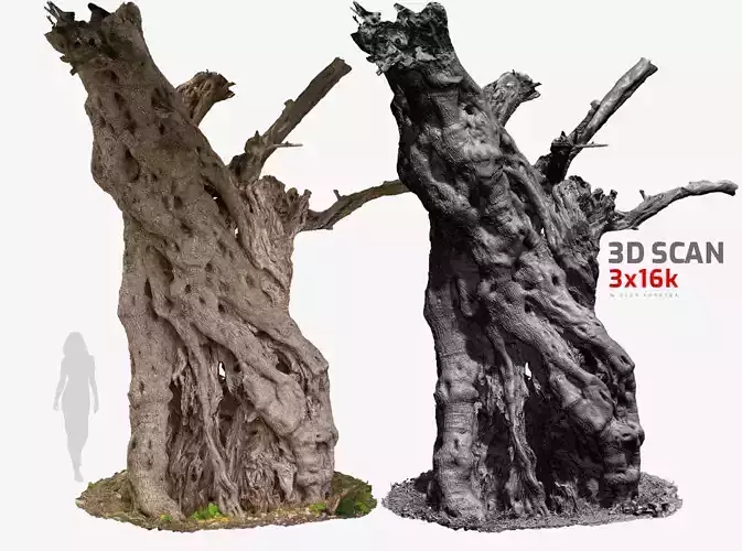 Giant Ancient Olive Tree 6  3DScan 3x16k 1x16k Textures