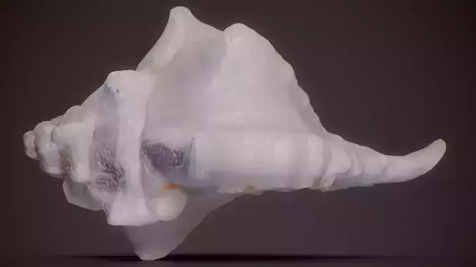 White Frog Shell Bursa Bufonia Shell 53