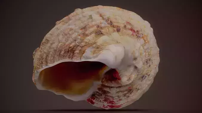 Turbo Shell Turbo Sarmaticus Shell 41