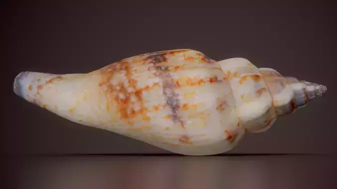 Tent Olive Shell Oliva Porphyria Shell 2