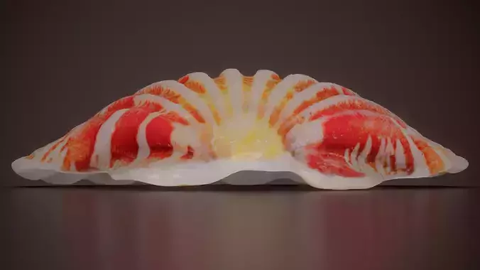Sentis Scallop Mimachlamys Sentis Shell 45