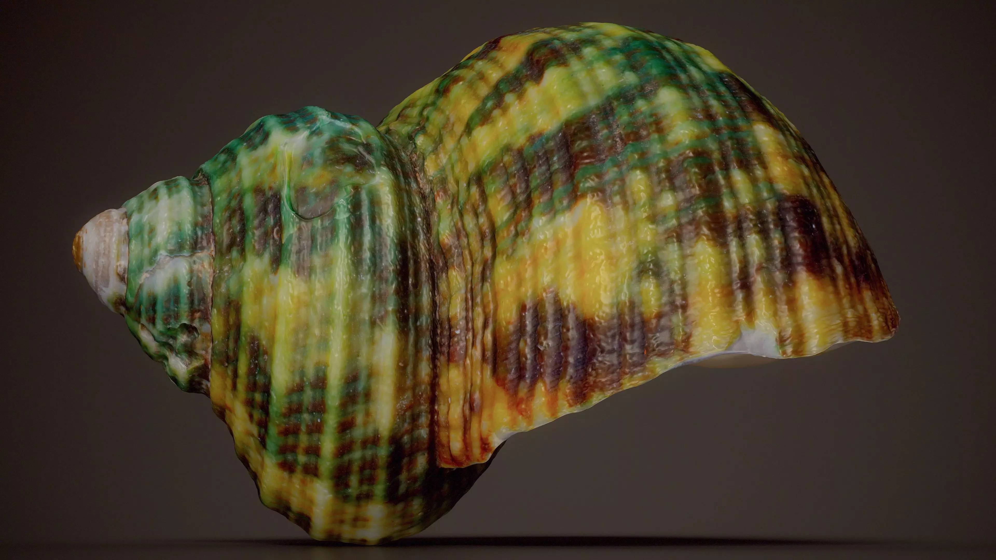 Jade Turban Shell Turbo Marmoratus Shell 29 Low-poly 3D model