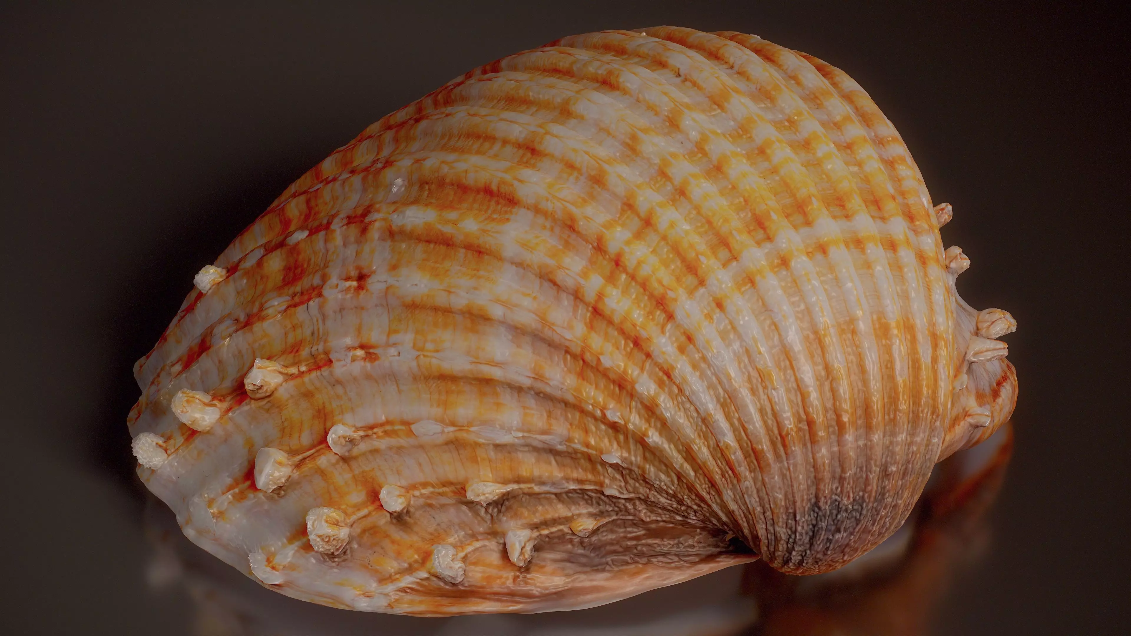 Giant Scallop Pecten Maximus Shell 47 Low-poly 3D model