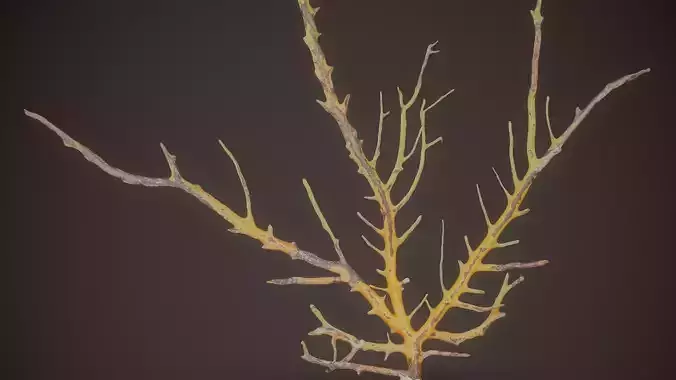 Gorgonian Coral 9