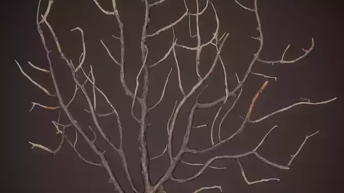 Gorgonian Coral 6