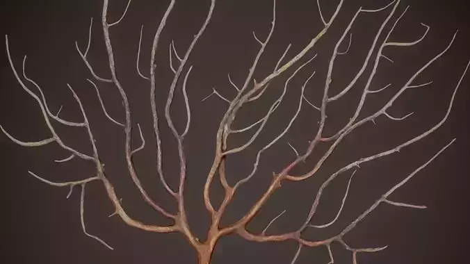 Gorgonian Coral 4