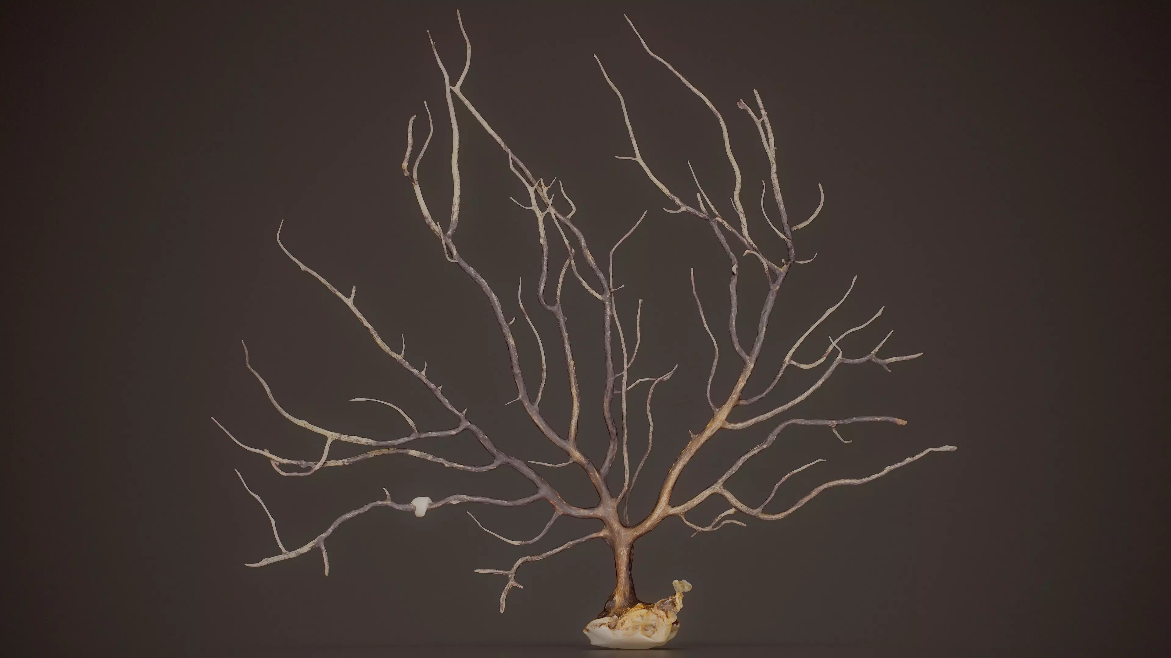 Gorgonian Coral 3 Low-poly 3D model