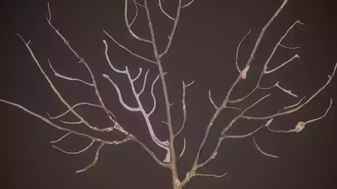 Gorgonian Coral 2