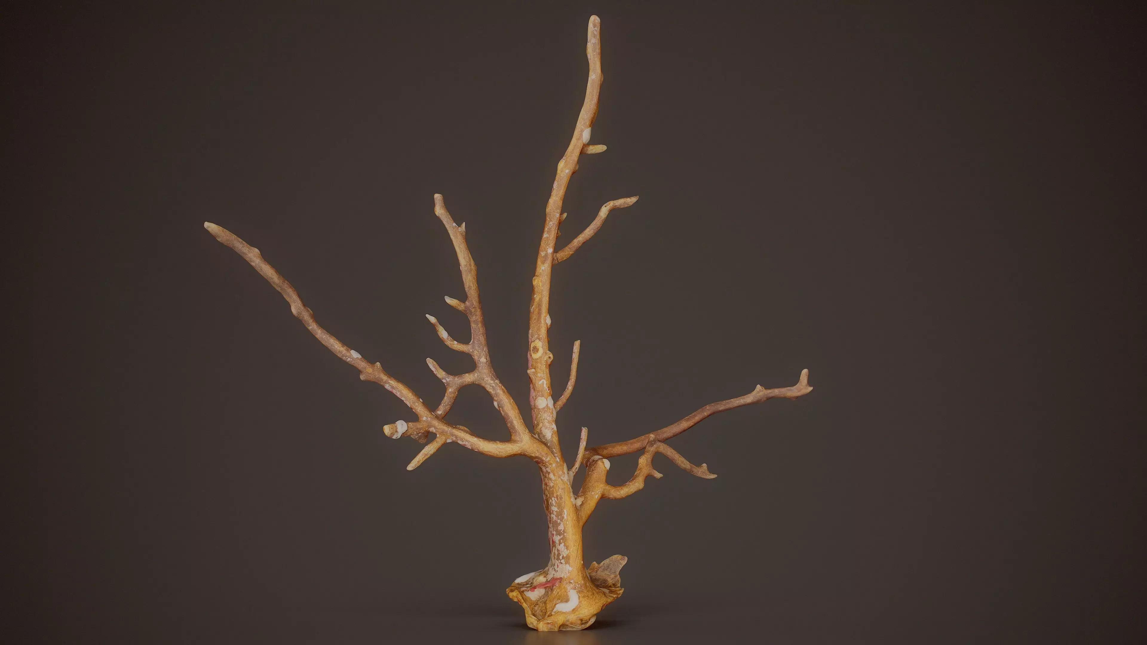 Gorgonian Coral 17 Low-poly 3D model