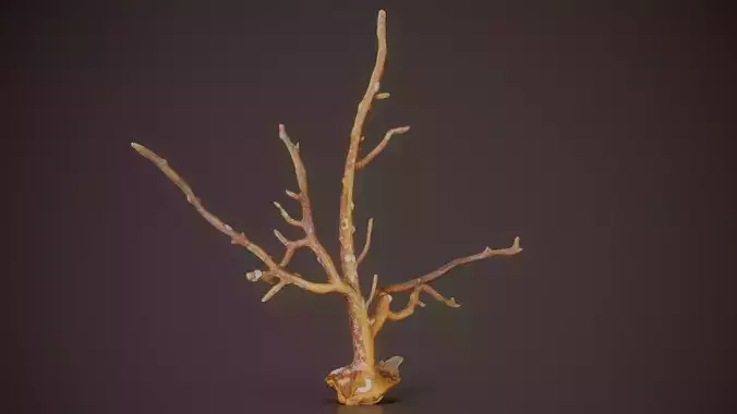 Gorgonian Coral 17