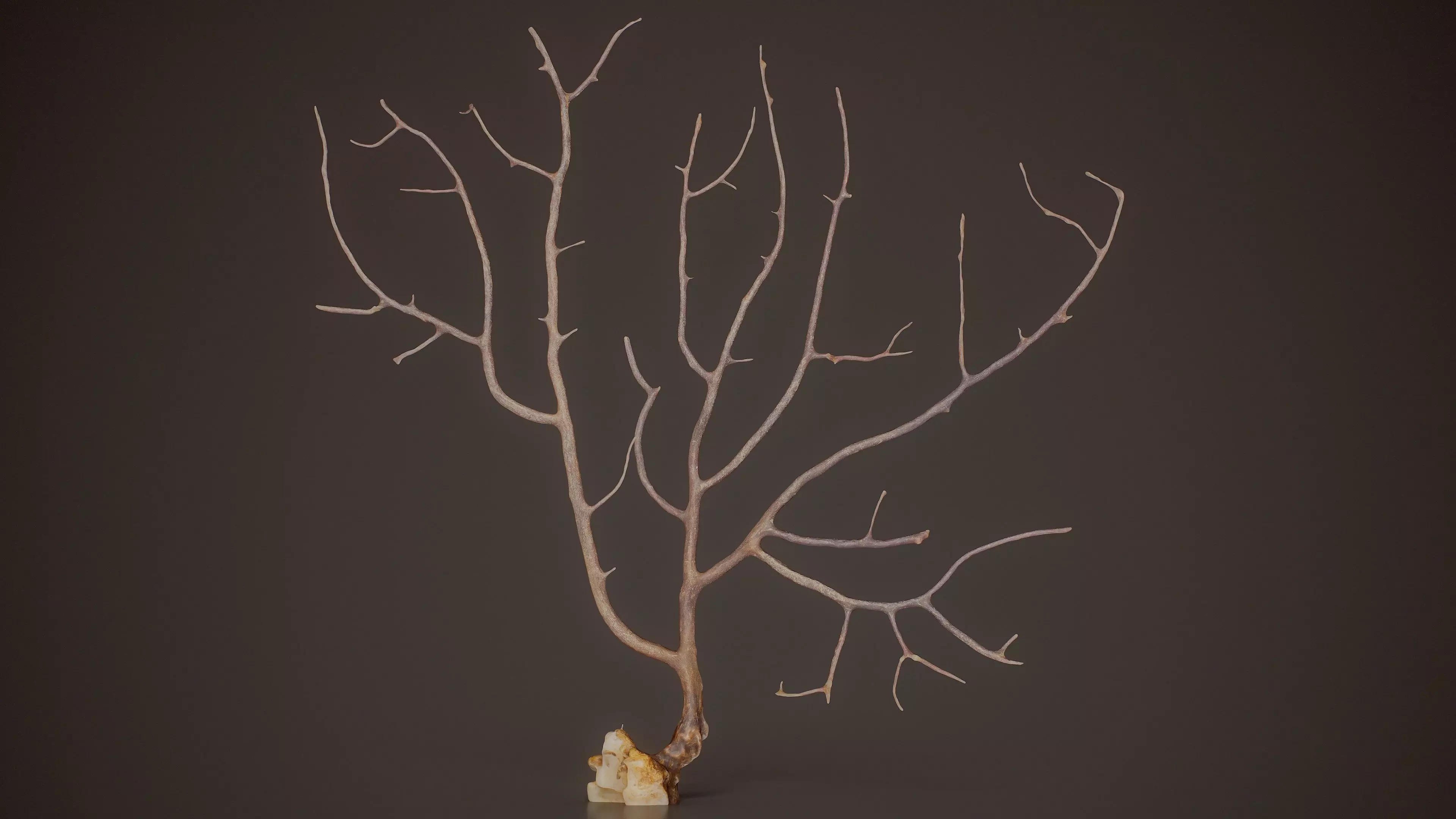 Gorgonian Coral 16 Low-poly 3D model