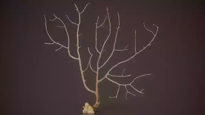 Gorgonian Coral 16