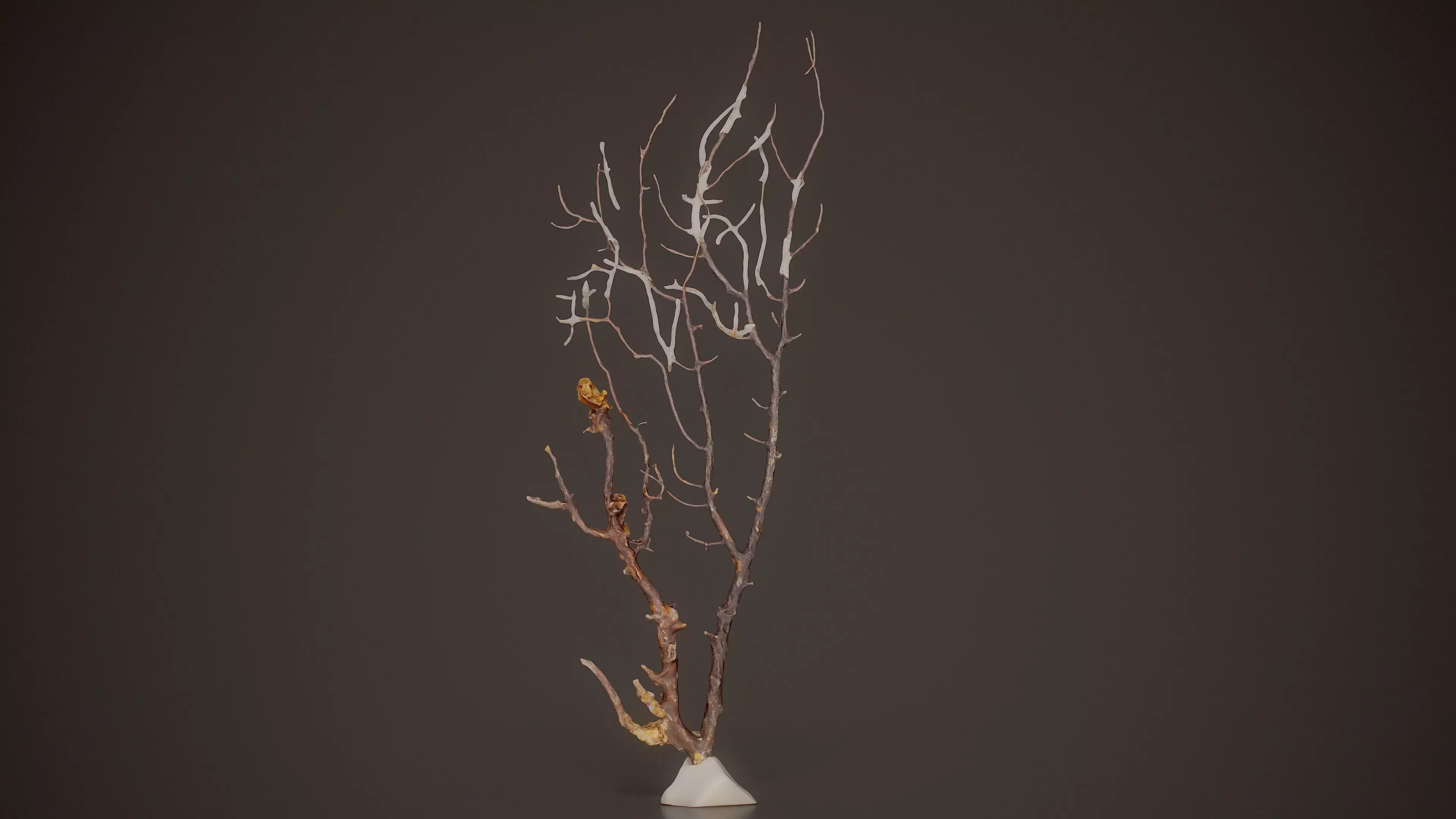 Gorgonian Coral 13 Low-poly 3D model