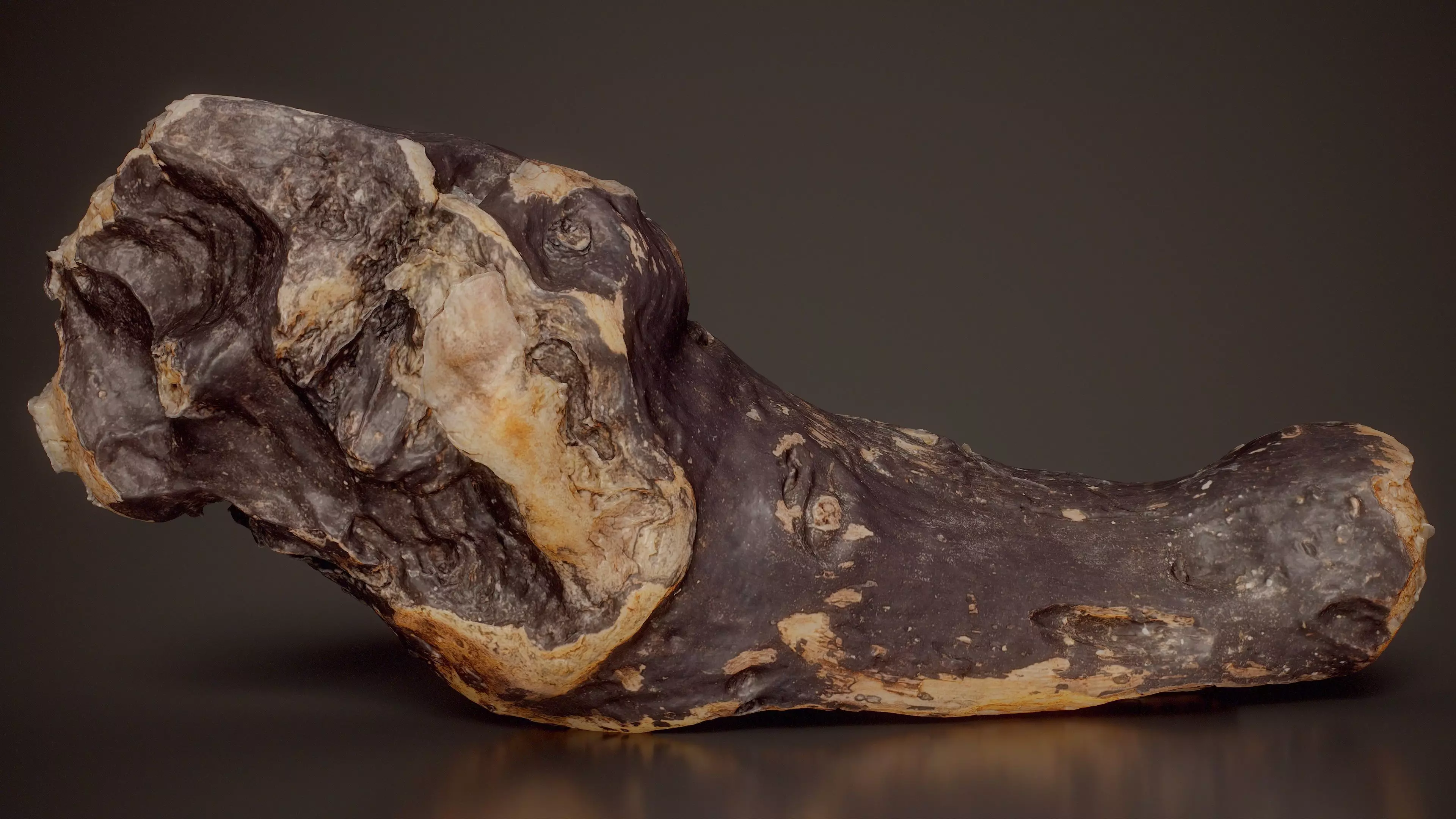 Charred Driftwood Charred Burnt Wood Extra Small 7 Low-poly 3D model