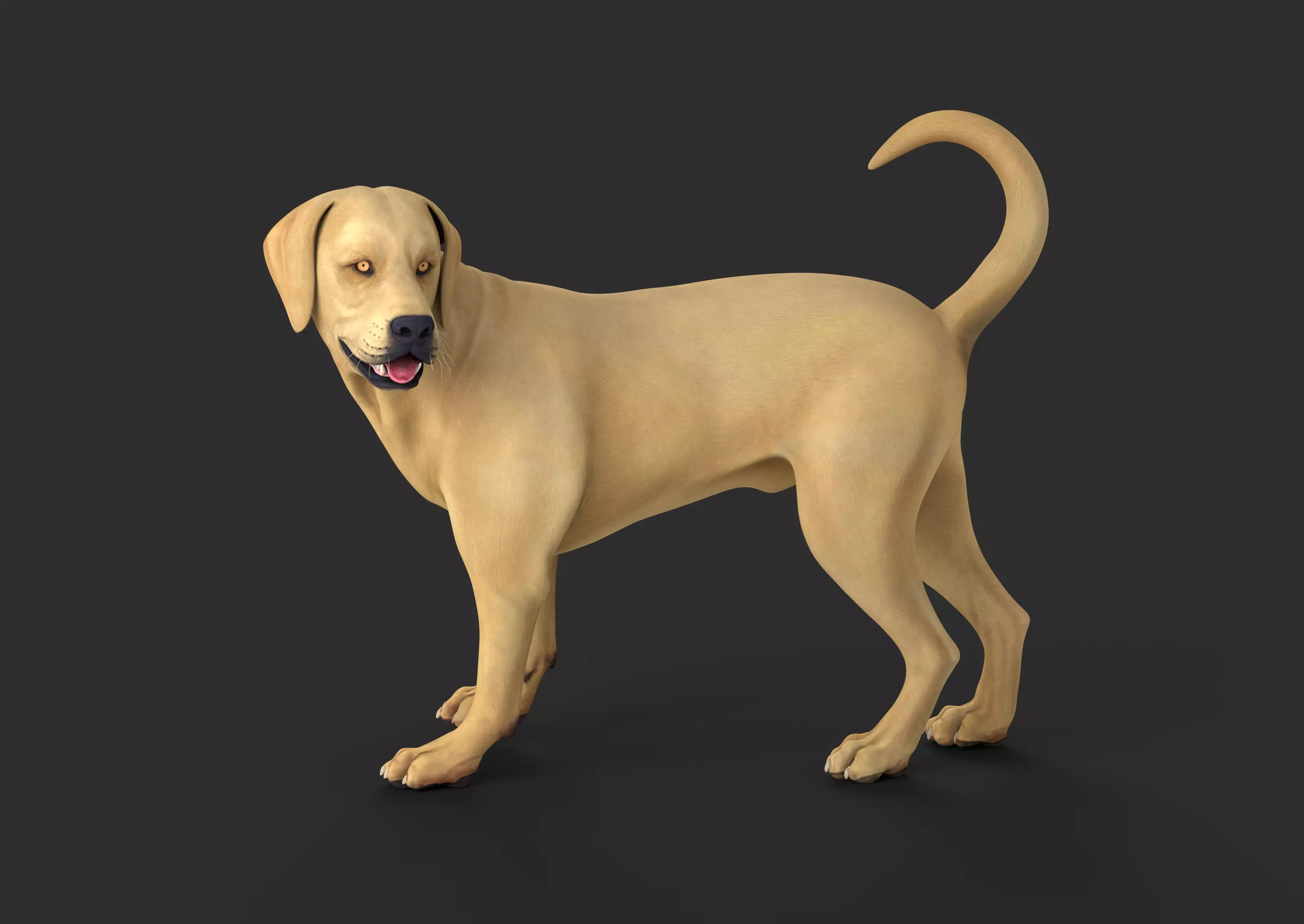 Golden Retriever 3D model