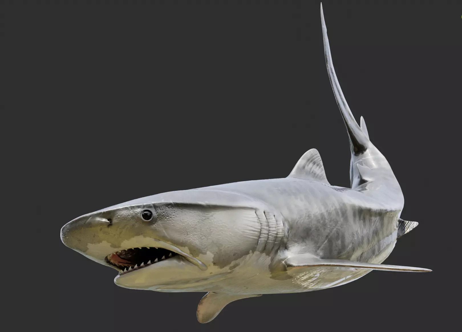 Great White Shark PBR Rigged Low-poly 3D model