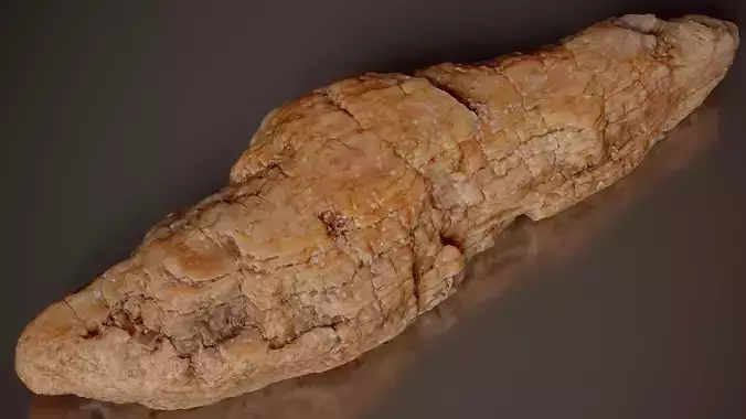 Pine Bark Nodular Pinus Middle Wood 07