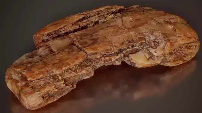 Pine Bark Hollow Pinus Middle Wood 15