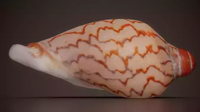 Zigzag Volute Voluta Musica Shell 26