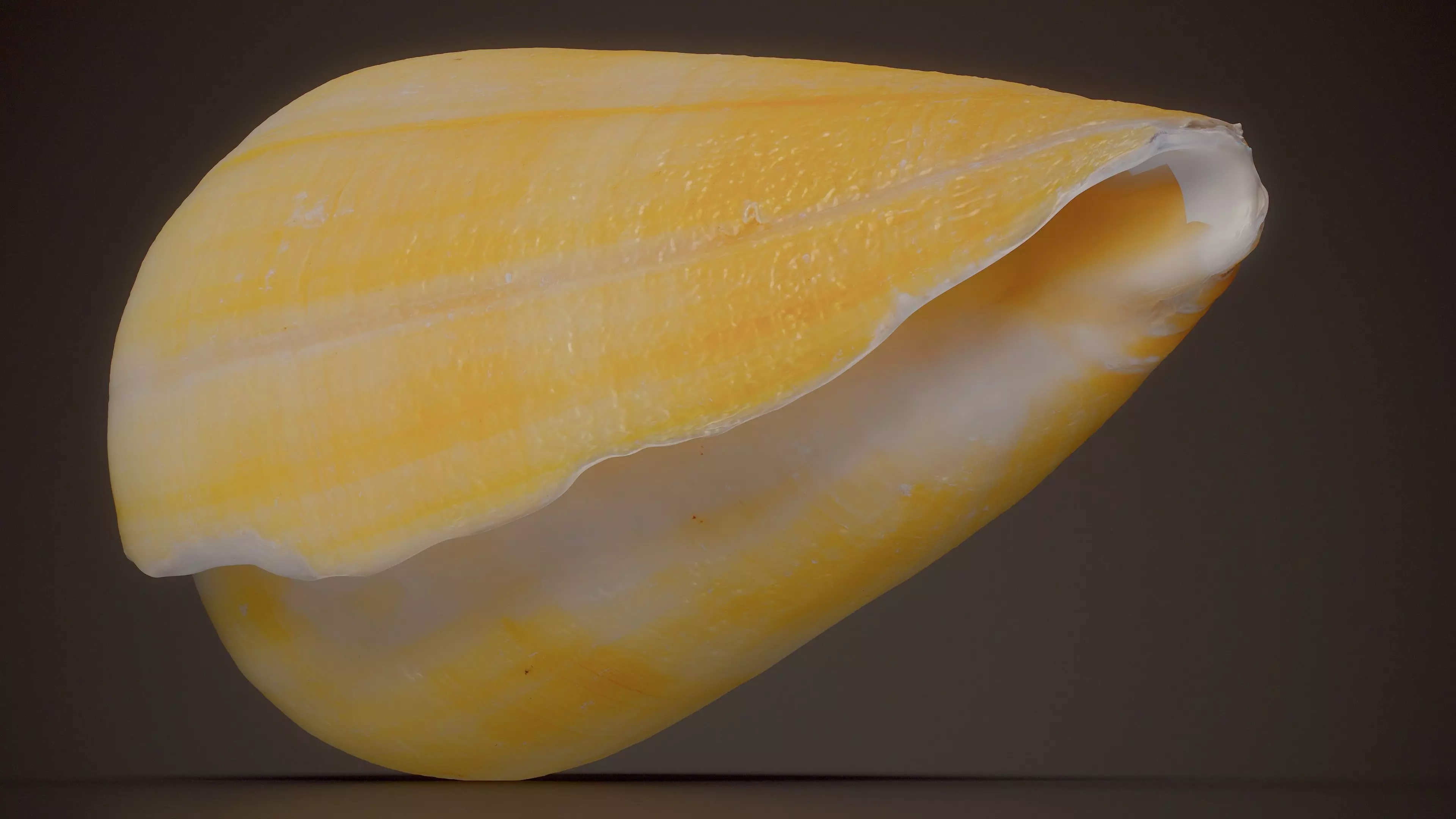 Yellow Cone Shell Conus Flavidus Shell 35 Low-poly 3D model
