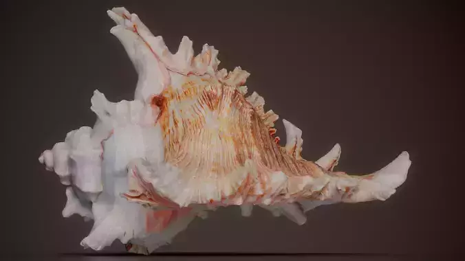 Winged Frog Shell Bursa Bubo Shell 56 Low-poly 3D model