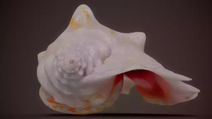 White Conch Strombus Shell 63
