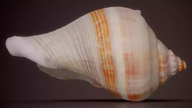 Tulip Shell Fasciolaria Tulipa Shell 14