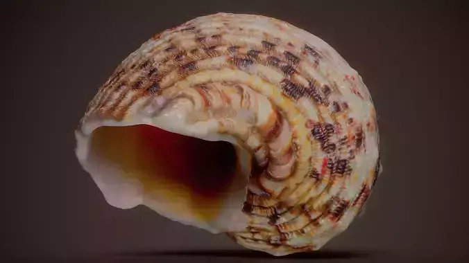 Strawberry Top Shell Clanculus Pharaonius Shell 43