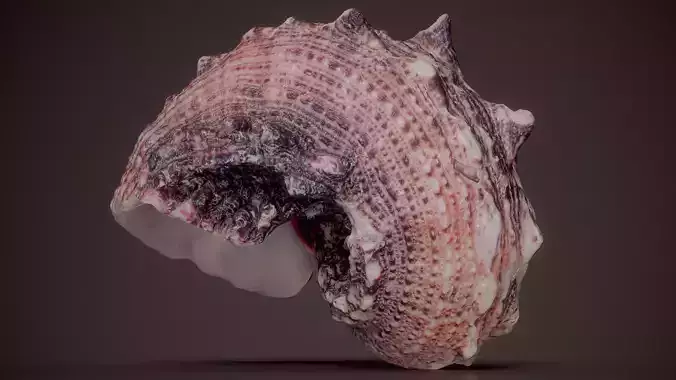 Irregular Purple Oyster Spondylus Shell 20