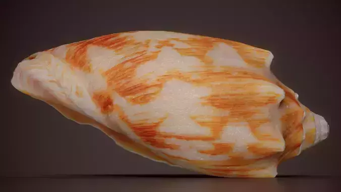 Flame Volute Voluta Vespertilio Shell 38
