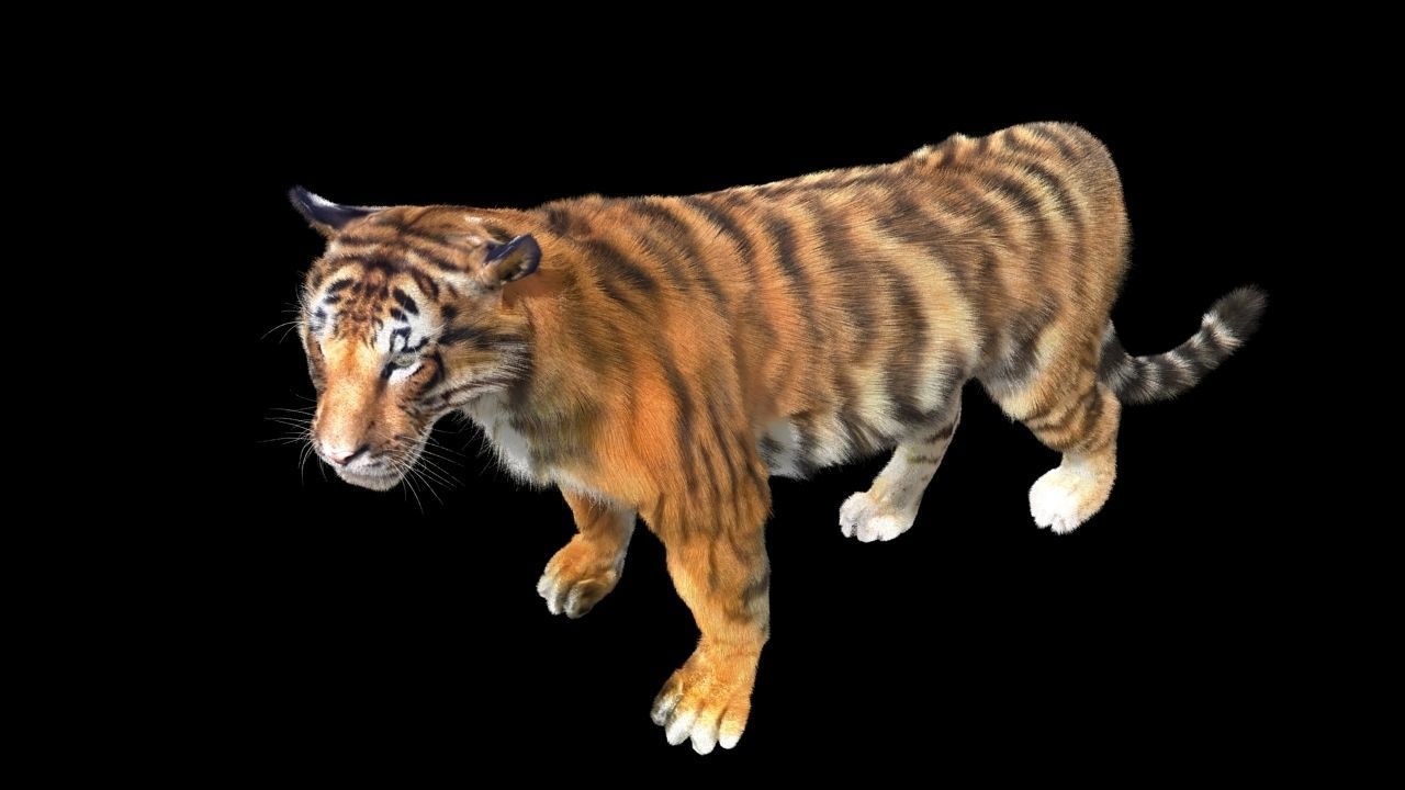 Tiger rigging For 3Dmax 3D model_5