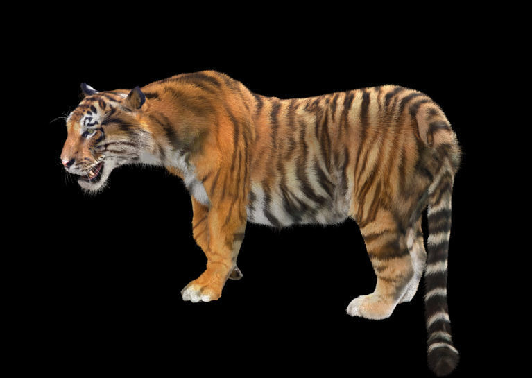 Tiger rigging For 3Dmax 3D model_4