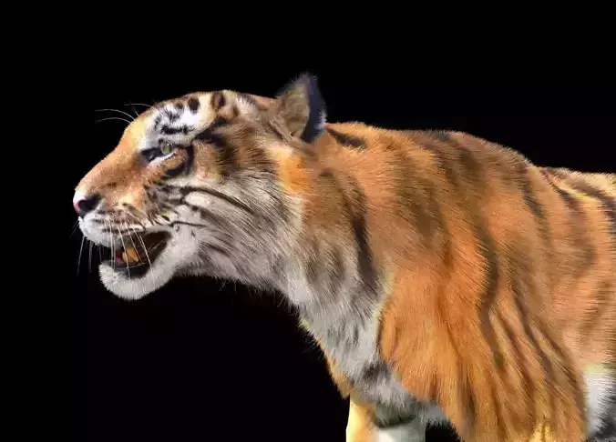 Tiger rigging For 3Dmax