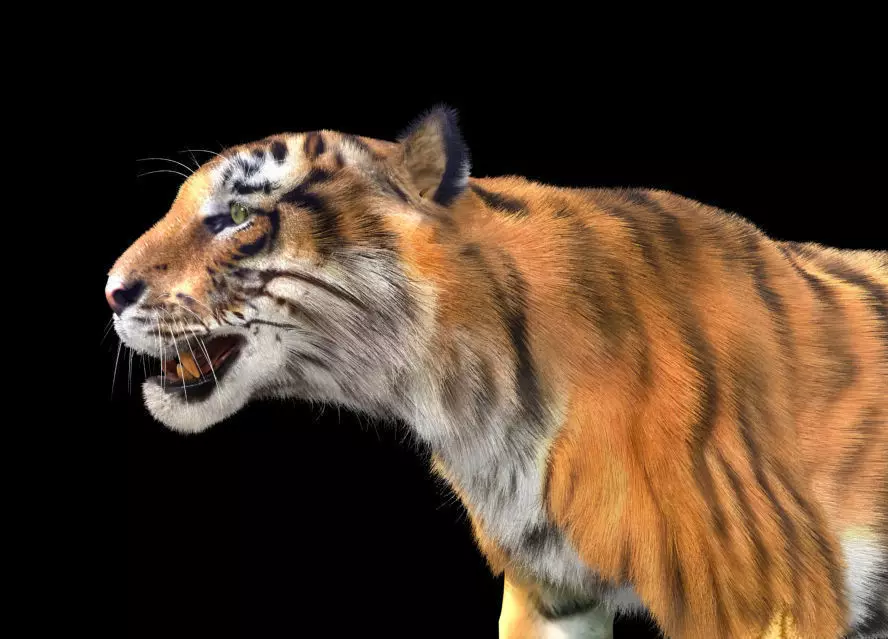 Tiger rigging For 3Dmax 3D model_0
