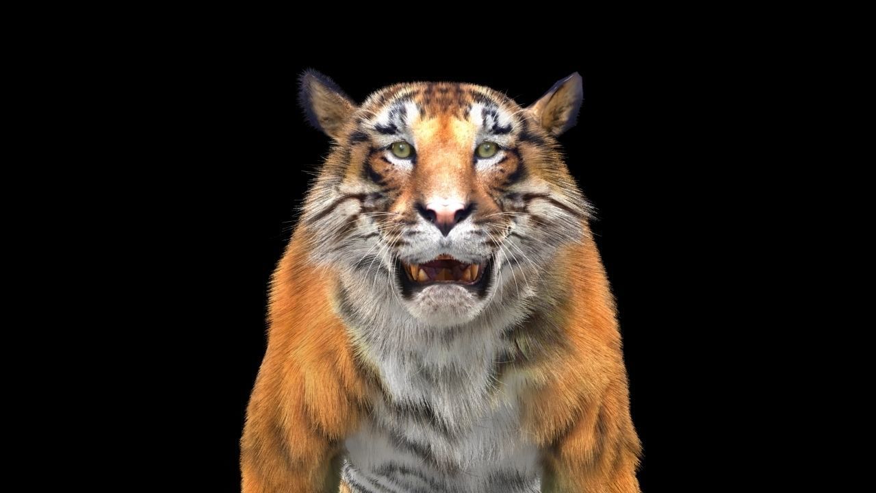 Tiger rigging For 3Dmax 3D model_2