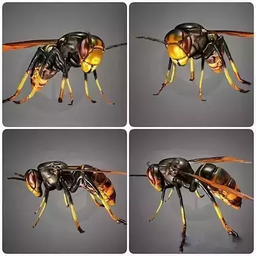 Vespa Velutina Rigged