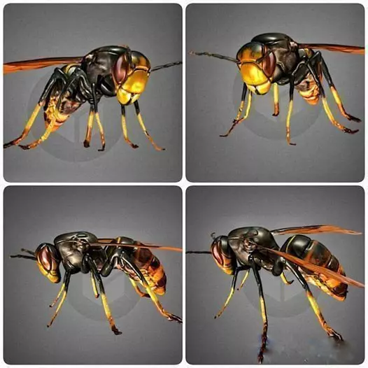 Vespa Velutina Rigged 3D model_0