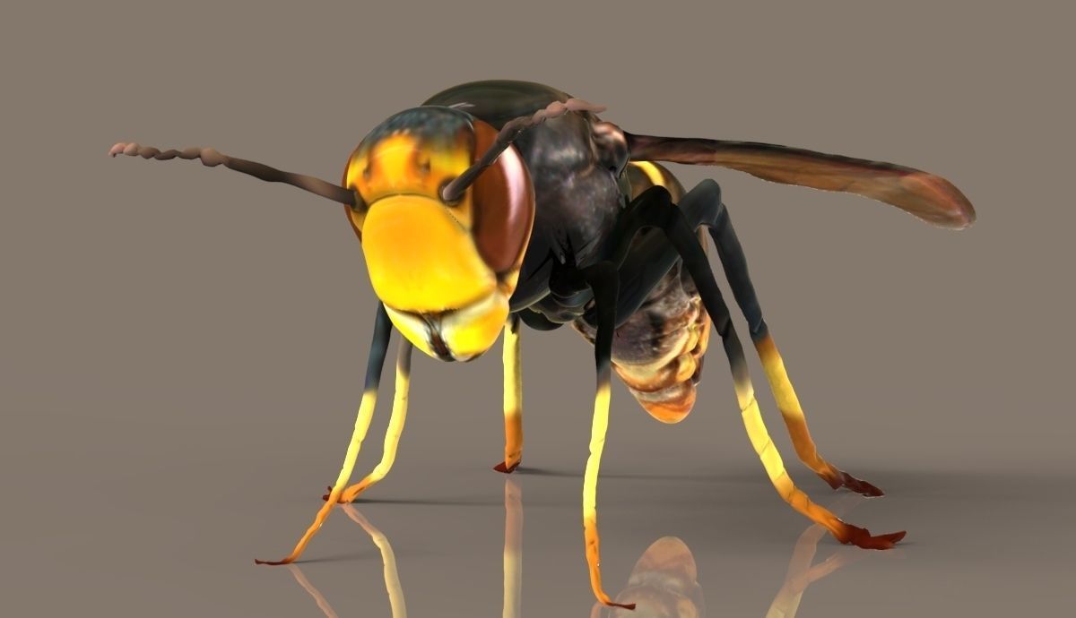 Vespa Velutina Rigged 3D model_2