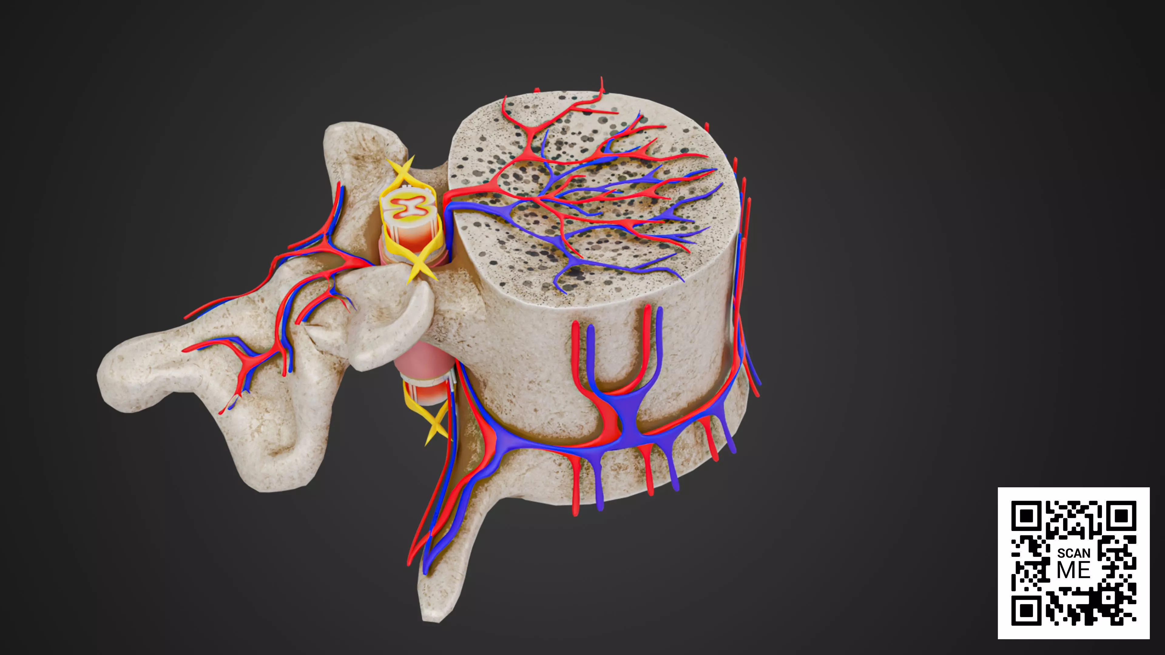 Vertebrae With Spinal Cord Anatomy Detailed Spine Structure Low-poly 3D model