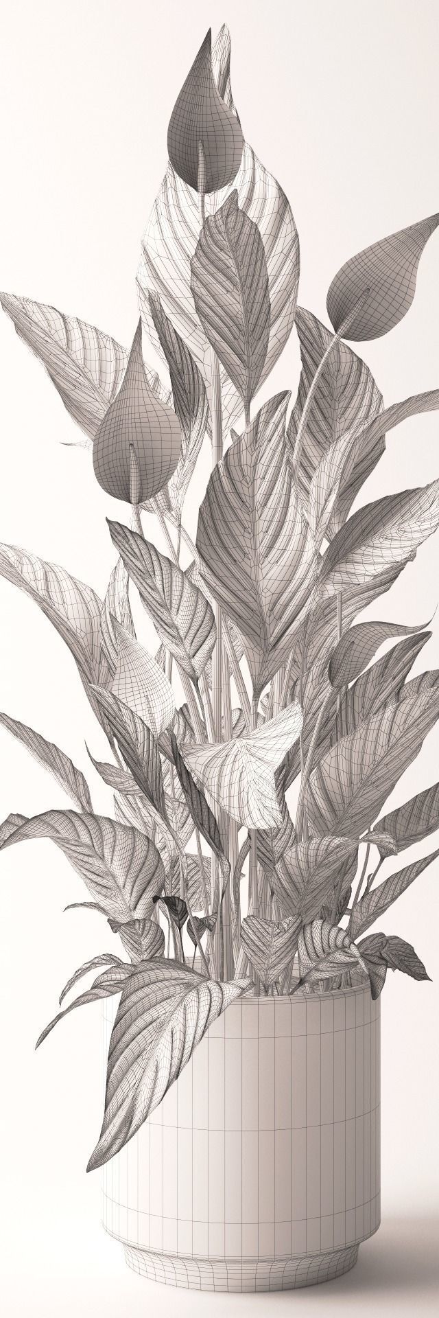 Spathiphyllum plant 3D model_2