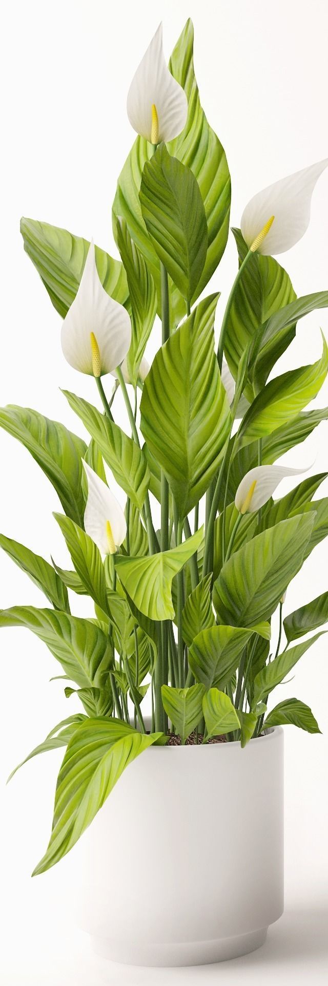 Spathiphyllum plant 3D model_1