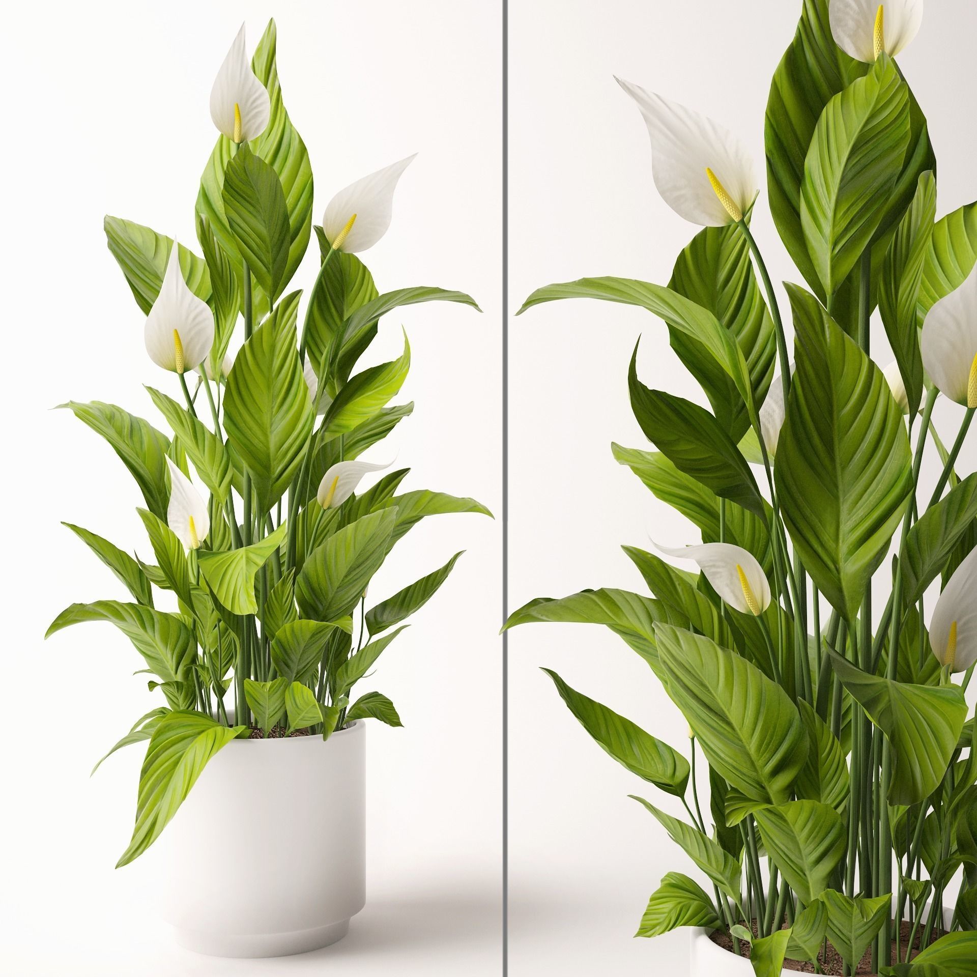 Spathiphyllum plant 3D model_0
