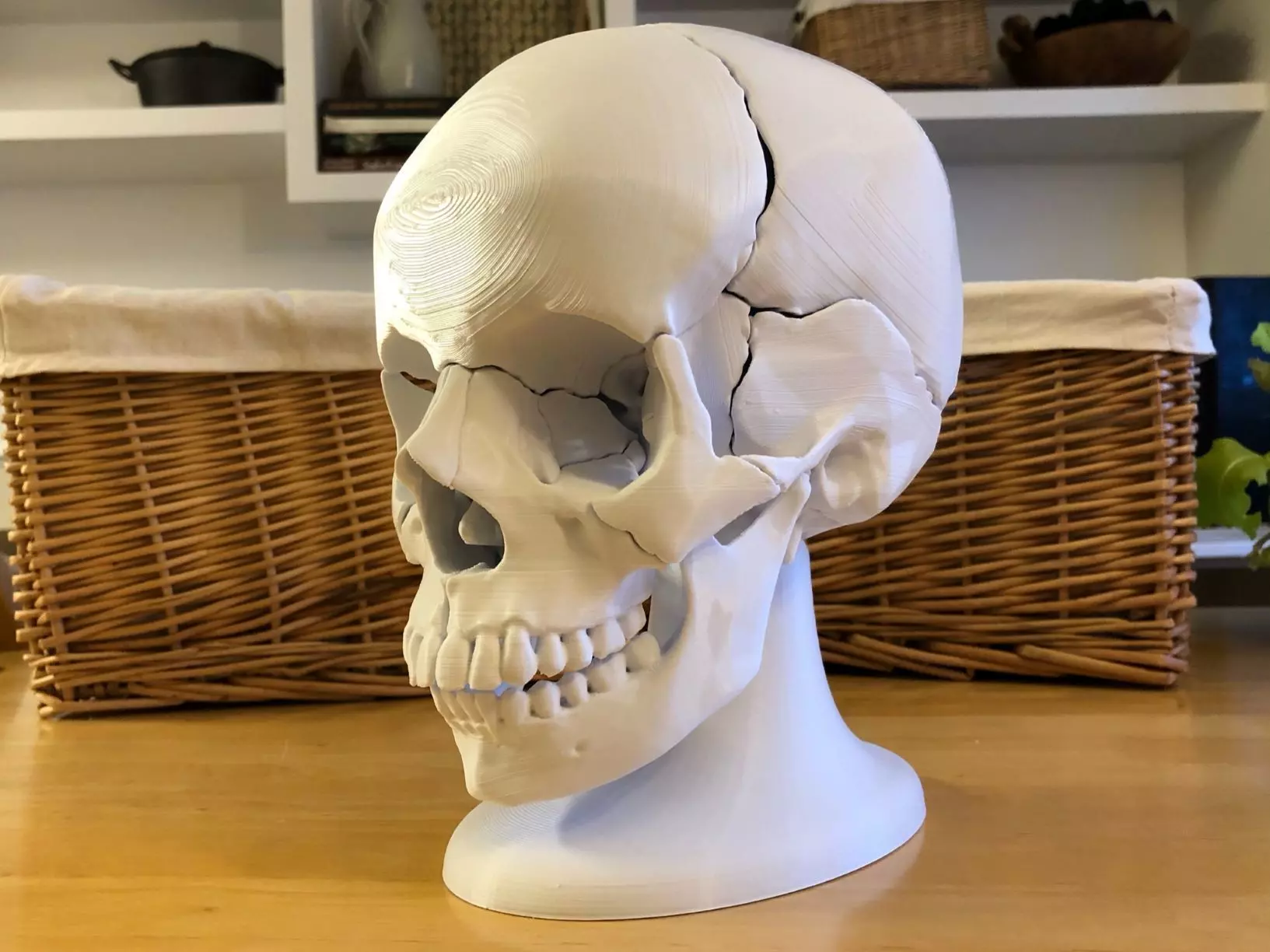 Anatomical Skull Free 3D print model