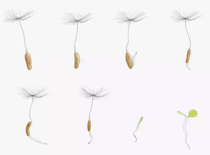 Process Of Dandelion Germination 3D model