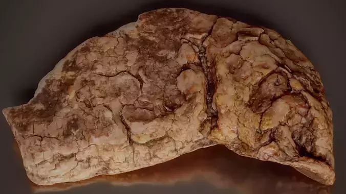 Pine Bark Irregular Chunk Pinus Tiny Wood 08