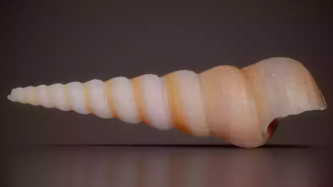 Wentletrap Shell Epitonium Shell 36
