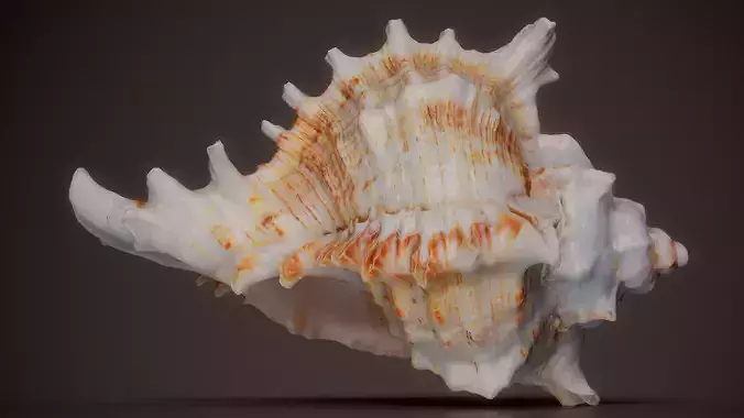 Spiny Murex Murex Tribulus Shell 60