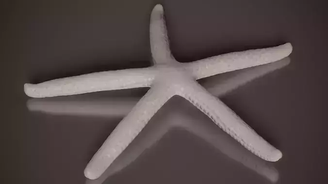 Sand Starfish Astropecten Shell 40