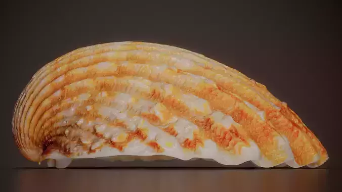 Orange Scallop Pecten Jacobaeus Shell 51