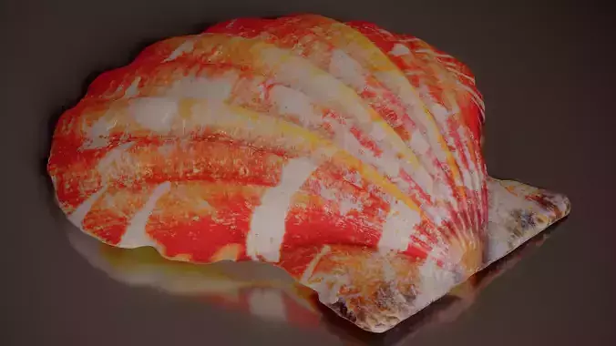 Lion Paw Scallop Nodipecten Nodosus Shell 8 Low-poly 3D model 2